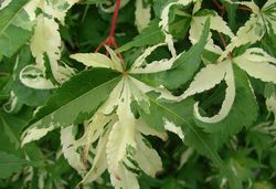 Acer palmatum 'Orido Nishiki' — photo 3